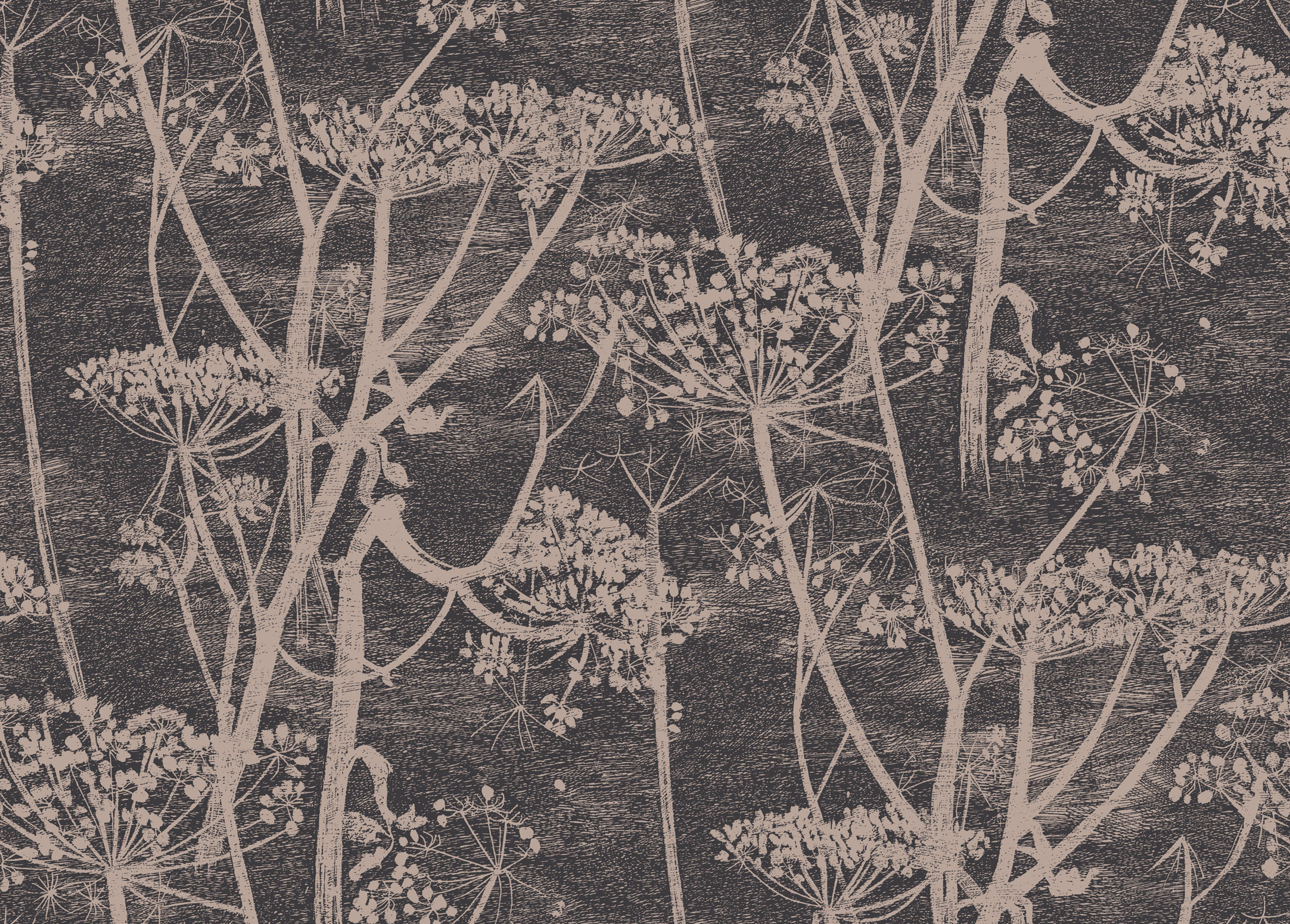 Wallpaper - Cole and Son - New Contemporary- Cow Parsley - Brown