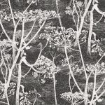 Tapet - Cole and Son - New Contemporary- Cow Parsley - White