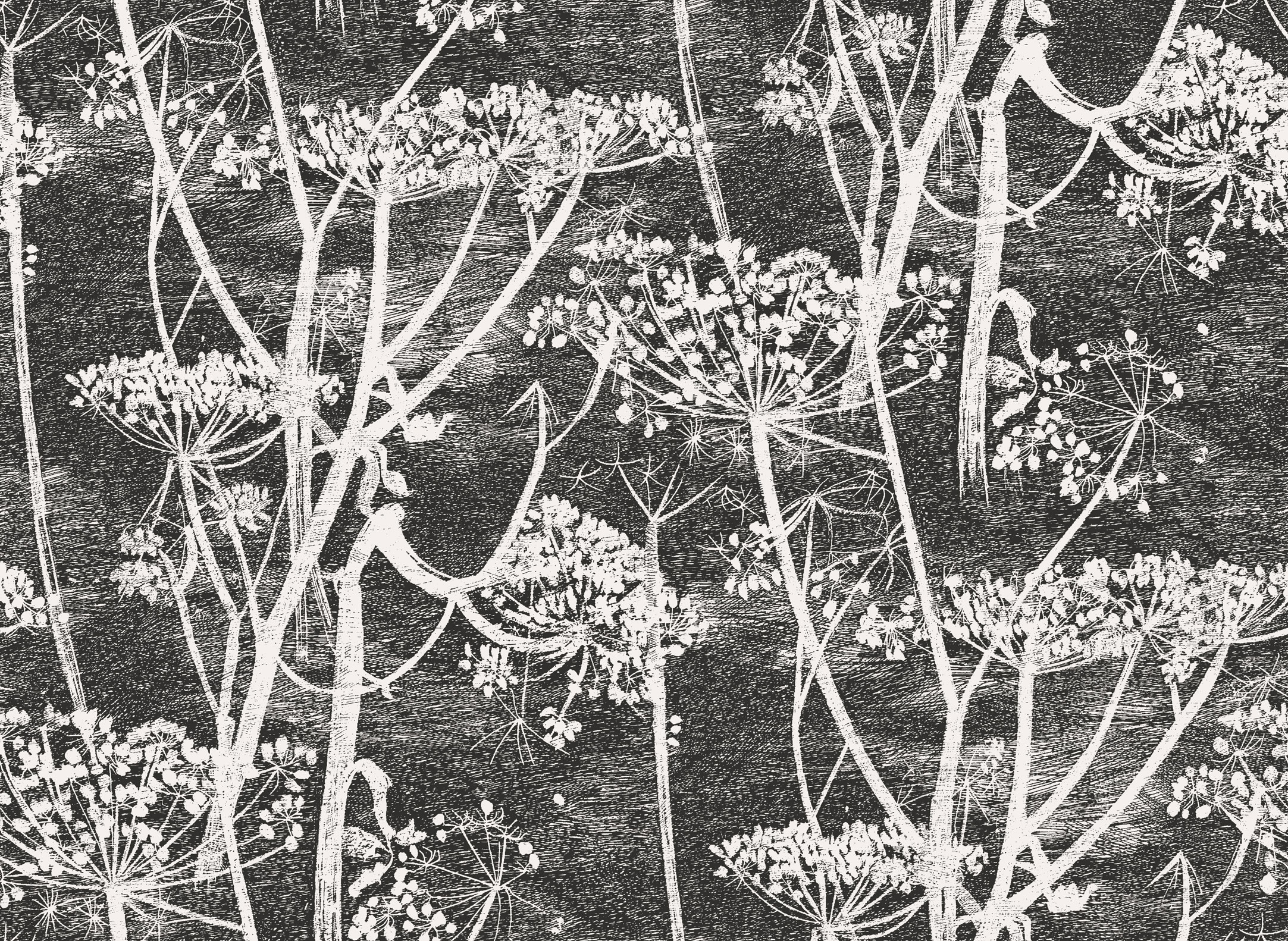 Wallpaper - Cole and Son - New Contemporary- Cow Parsley - White