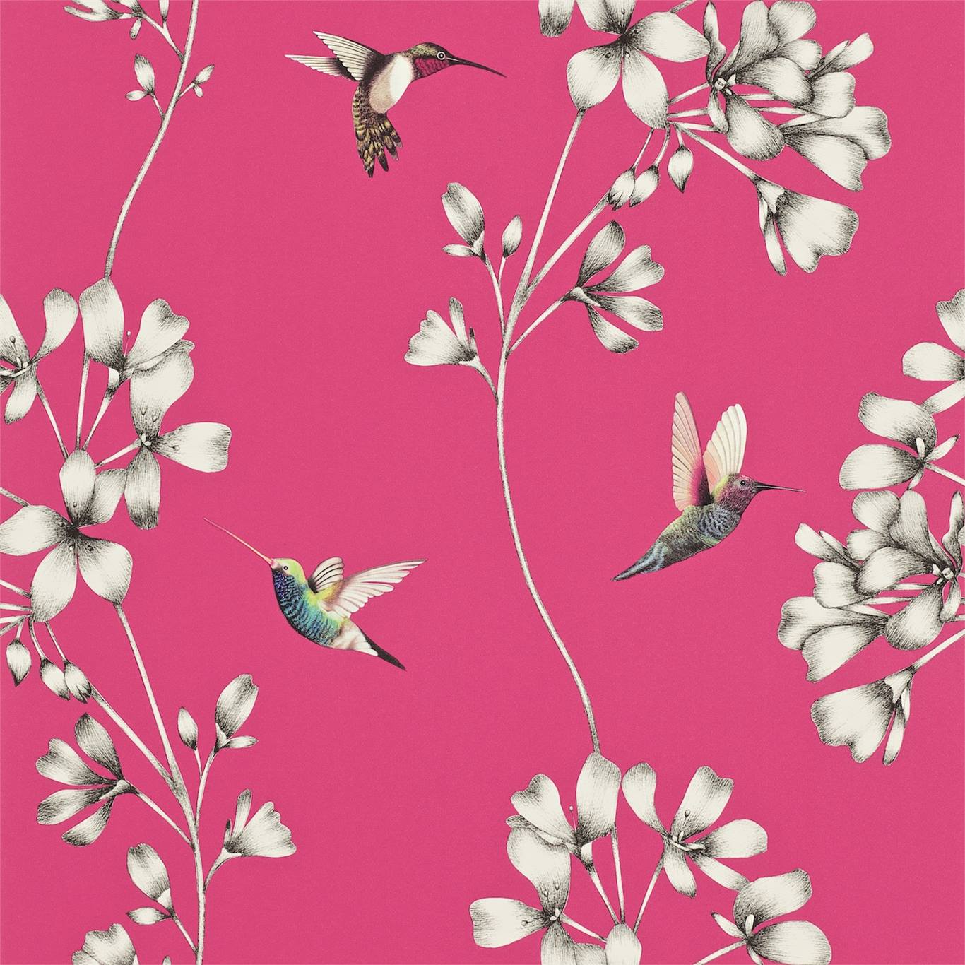 Wallpaper - Harlequin -  Amazilia Wallpaper -  Amazilia Flamingo