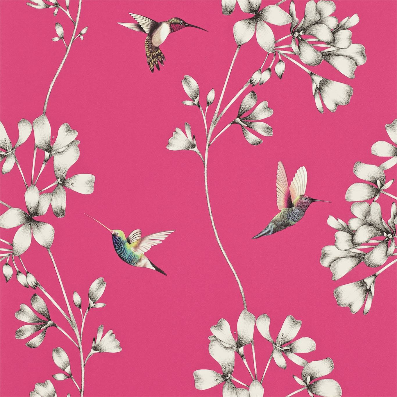 Tapet - Harlequin -  Amazilia Wallpaper -  Amazilia Flamingo