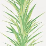 Wallpaper – Sanderson – Glasshouse – Yucca – Botanical Green