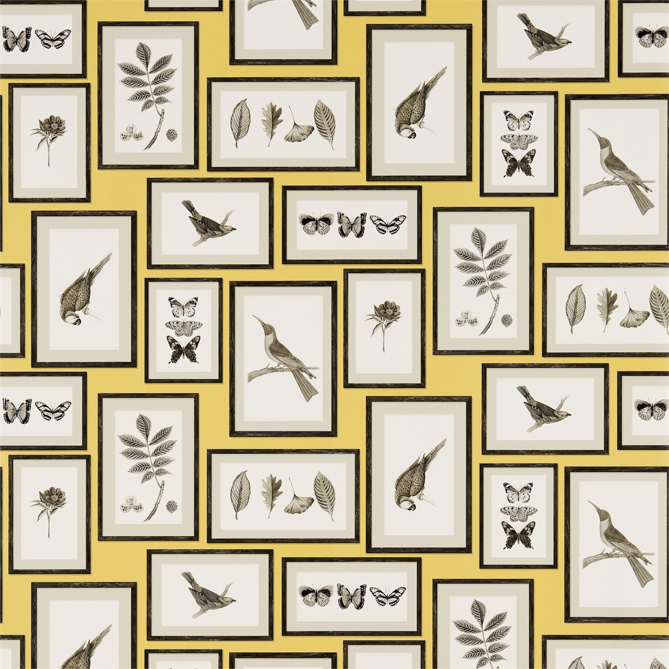 Wallpaper - Sanderson Voyage of Discovery Picture Gallery Yellow/Charcoal