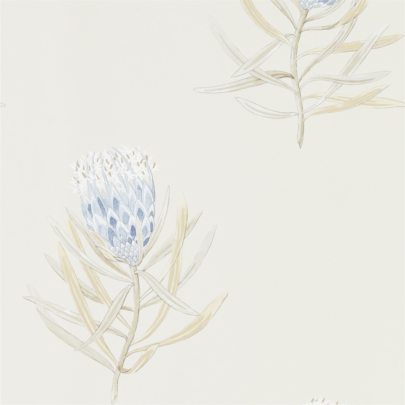 Wallpaper - Sanderson Art of the Garden Protea Flower China Blue/Canvas