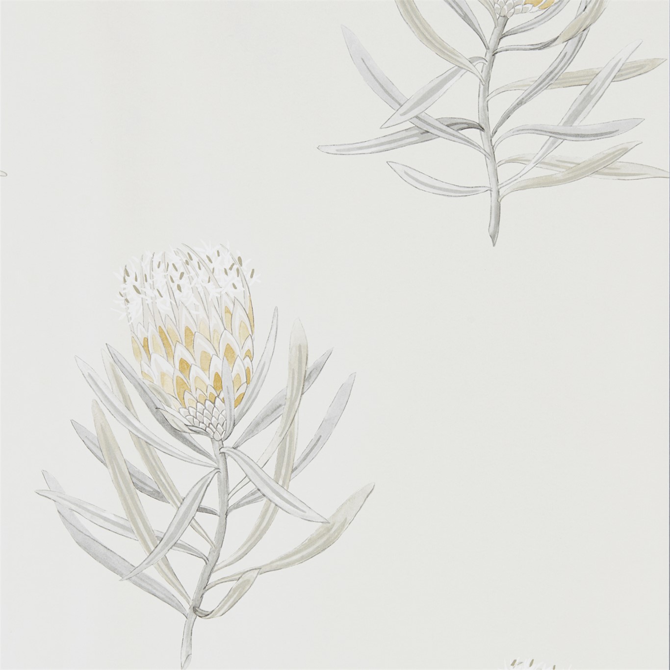 Wallpaper - Sanderson Art of the Garden Protea Flower Daffodil/Natural