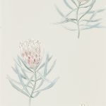 Wallpaper-Sanderson-Protea-Flower-PorcelainBlush-1