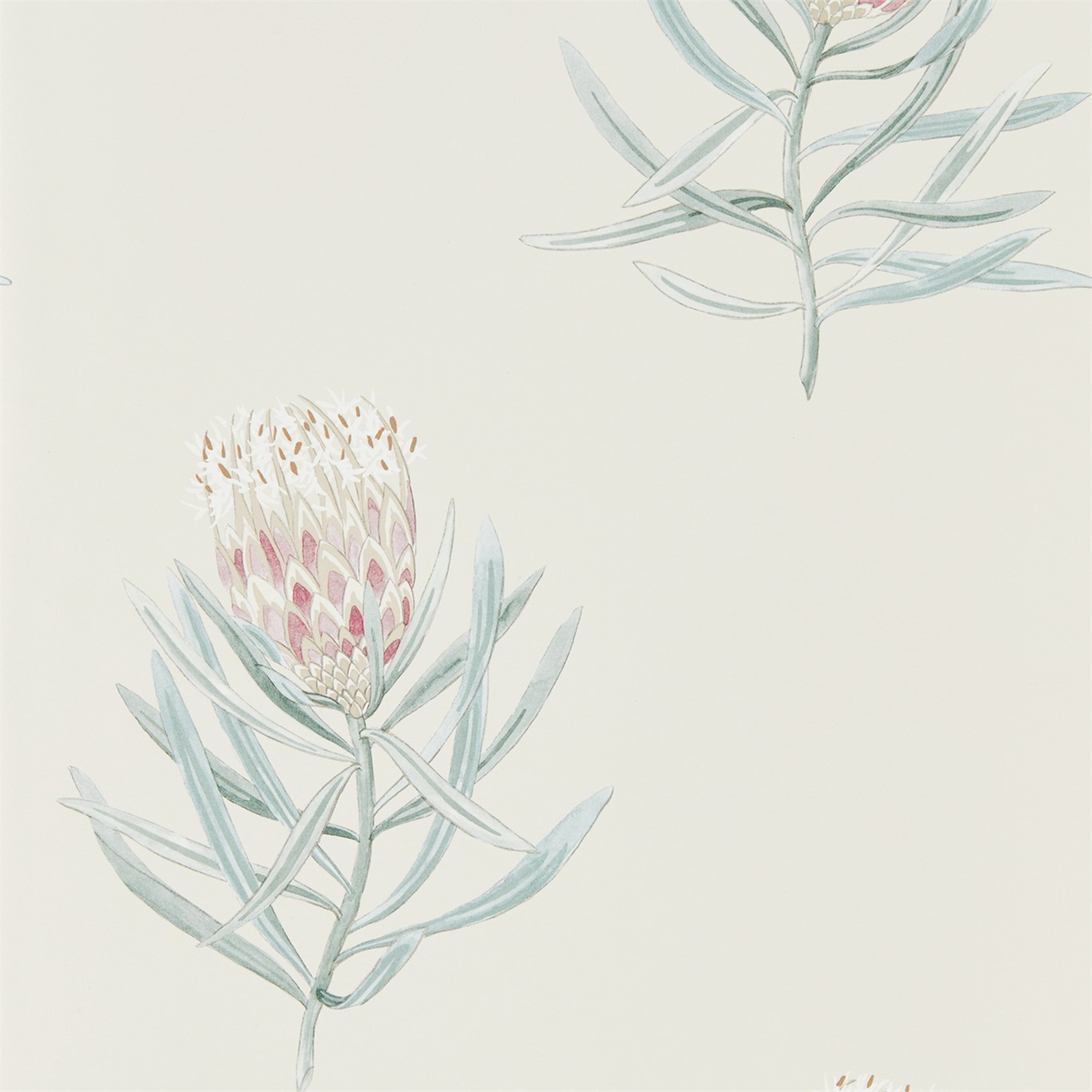 Wallpaper - Sanderson Art of the Garden Protea Flower Porcelain/Blush