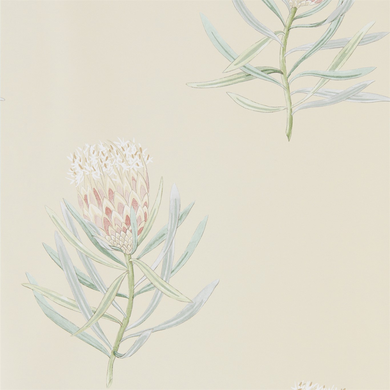 Wallpaper - Sanderson Art of the Garden Protea Flower Russet/Green